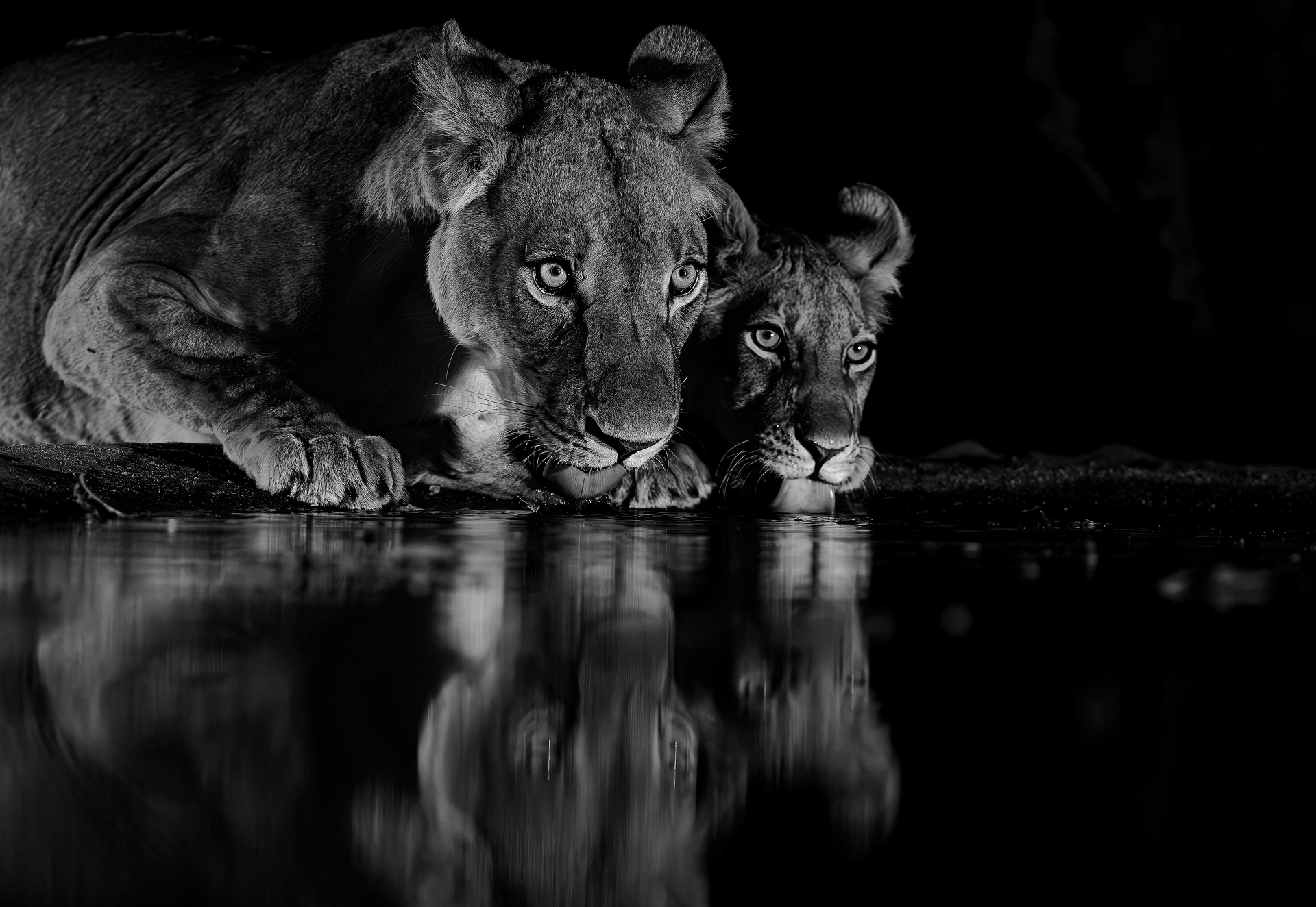 no border Mama and baby lion drinking BNW copy